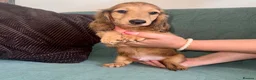 Dachshund dogs for sale: 🐾 Beautiful Long-Haired Dachshund Puppies 🐾 - Advert 5