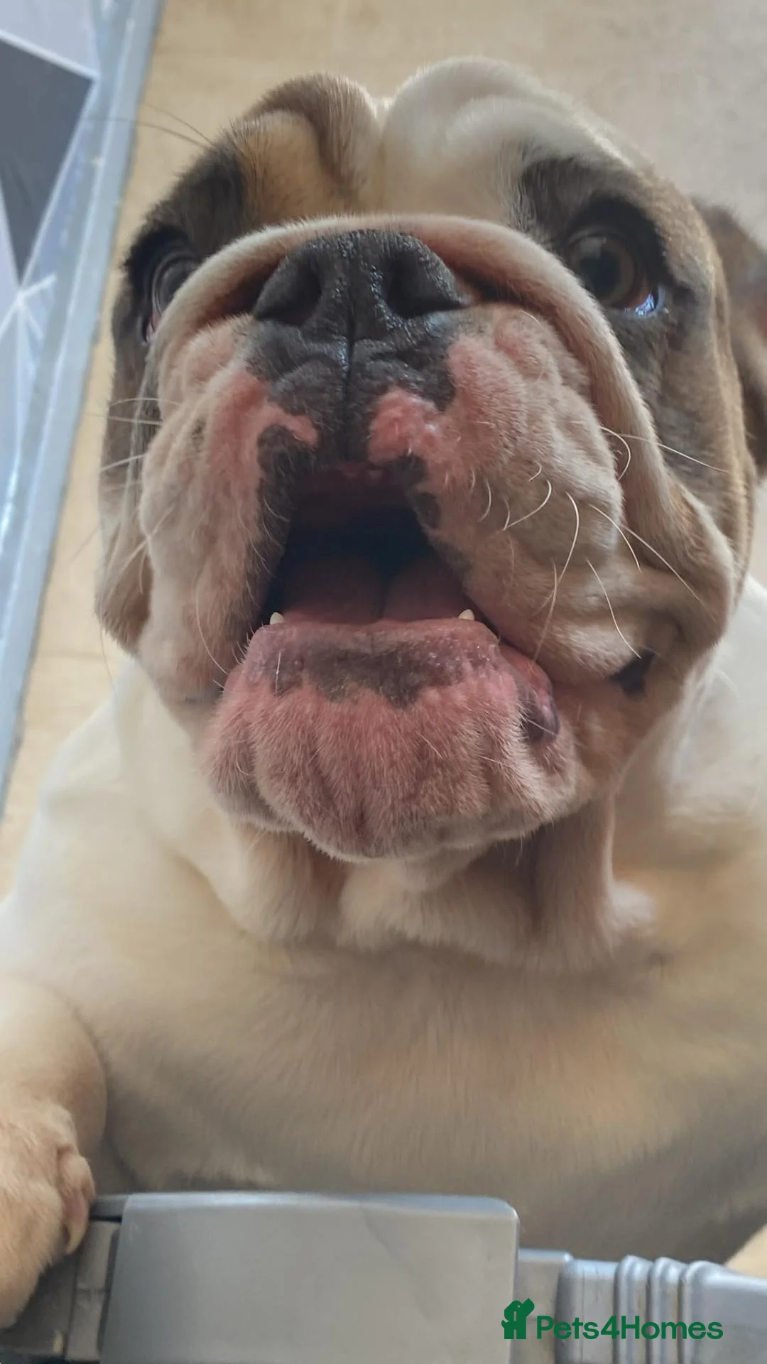 English Bulldog dogs for sale: 7 month old female english bulldog  - Advert 2