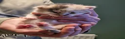 British Shorthair cats for sale: BSH CROSS BENGAL KITTENS - Advert 3