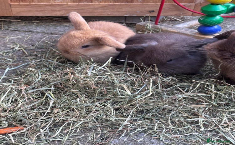 Mini Lop rabbits - Advert 9