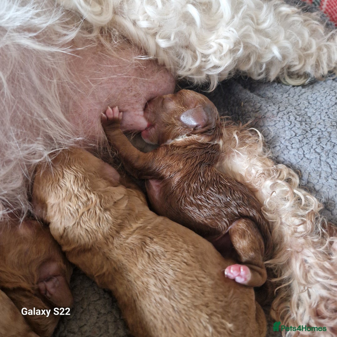 Cockapoo dogs for sale: Cockapoo - Advert 13