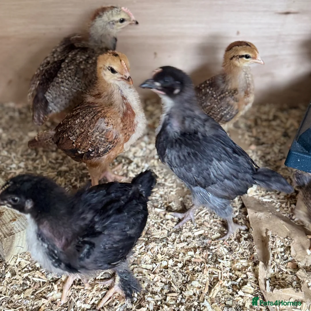Chickens poultry for sale: Barred Plymouth Rock Chicks for Sale 1–3 Weeks Old - Advert 2