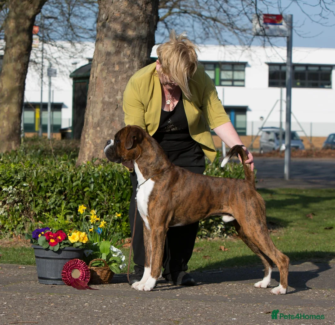 Boxer dogs for stud: CHAMPION B&W Boxer Dog HT1 Sires Reds & Brindles - Advert 4