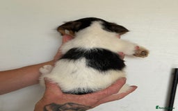 Jack Russell dogs for sale: Jack Russell  - Image 11