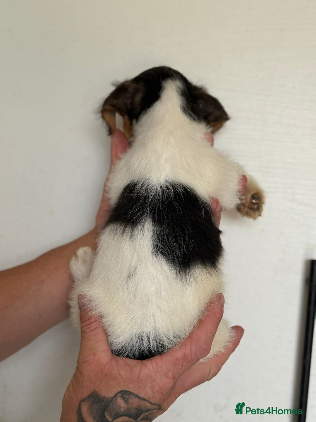 Jack Russell dogs for sale: Jack Russell  - Image 11