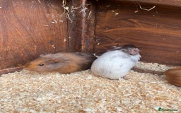 Guinea Pig rodents for sale: little piggies  - Image 2