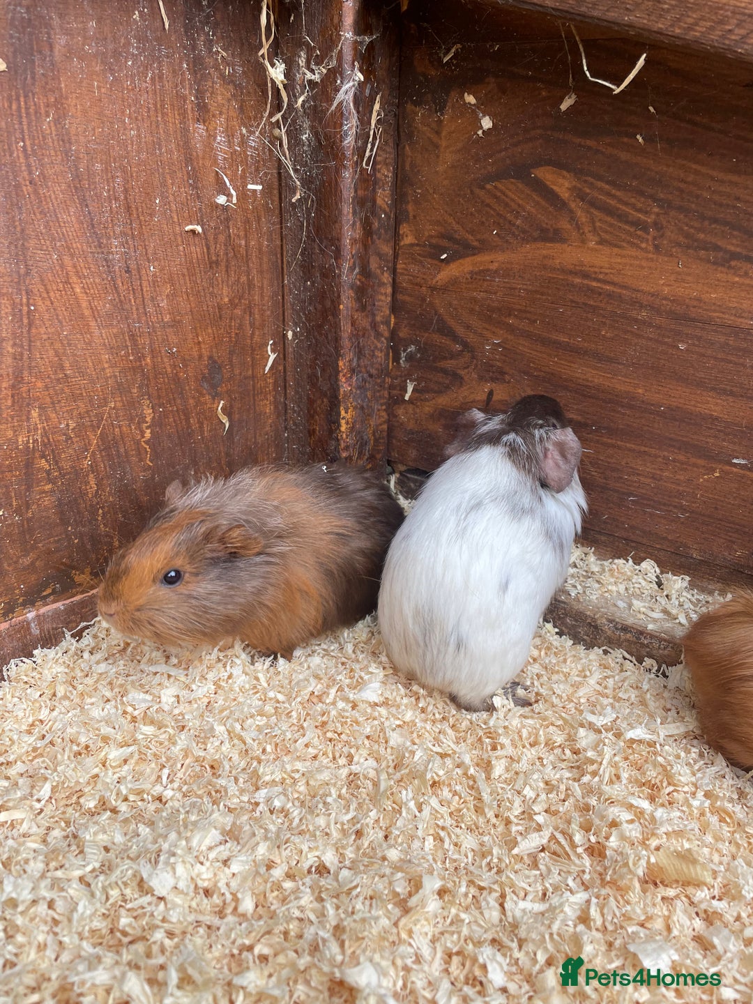 Guinea Pig rodents for sale: little piggies  - Image 2