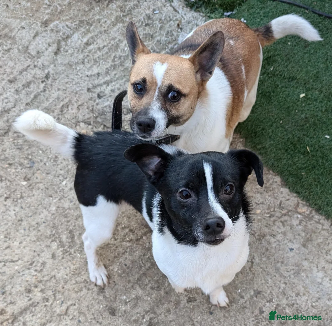 Mixed Breed dogs for sale: 8 wk old jack Russel X 1/4 German Spitz Klein pups in Maidstone - Advert 2