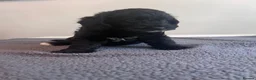 Cockapoo dogs for sale: 🐶 Beautiful F1B Cockapoo Puppies 🐶 - Advert 30
