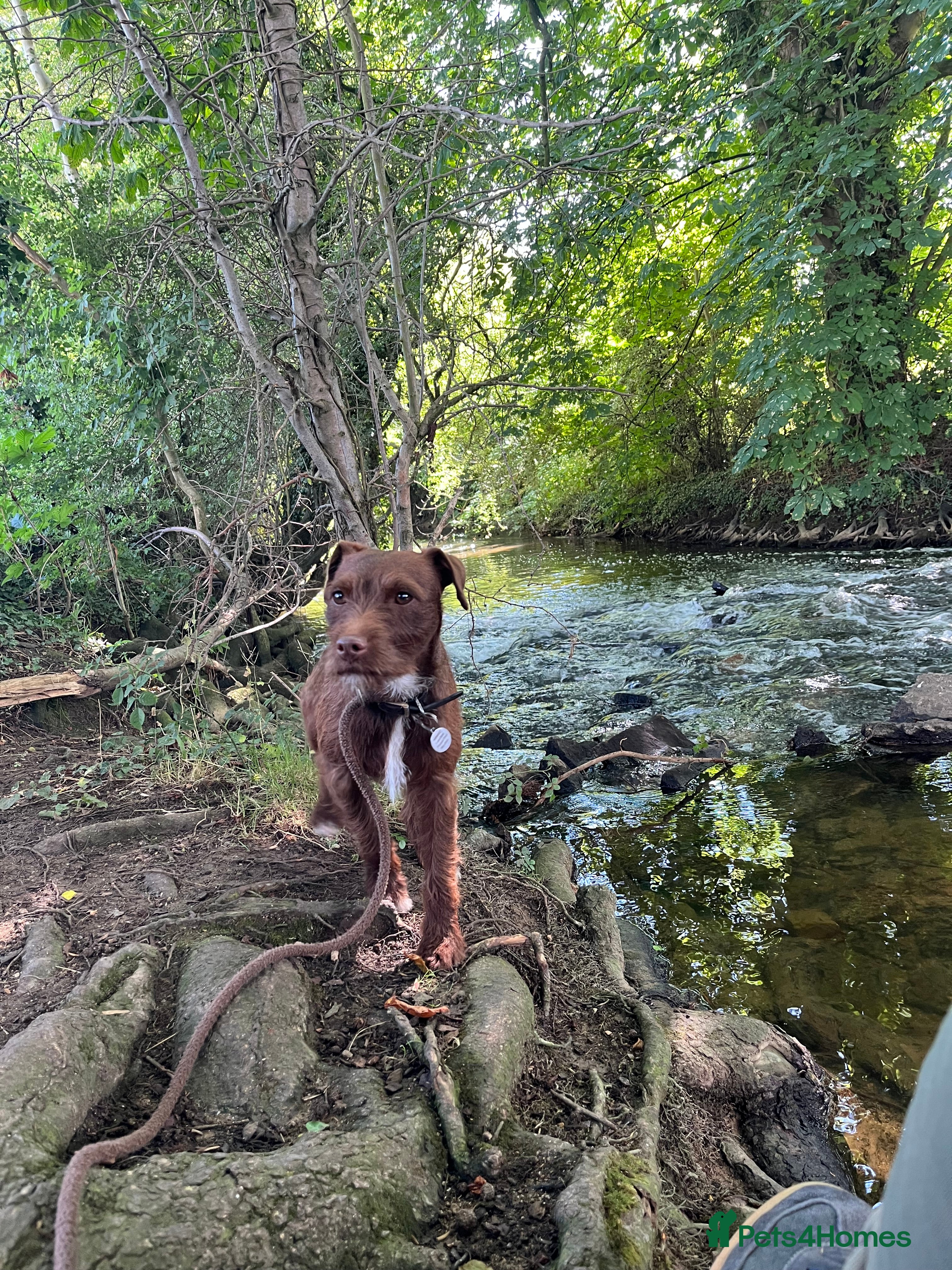 Patterdale Terrier dogs PATTERDALE TERRIER PUPS. (DOCKED) - Advert 9