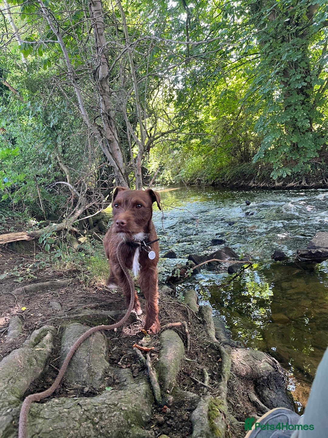 Patterdale Terrier dogs for sale: PATTERDALE TERRIER PUPS. (DOCKED) - Advert 1