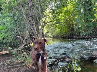 Patterdale Terrier dogs PATTERDALE TERRIER PUPS. (DOCKED) - Advert 9