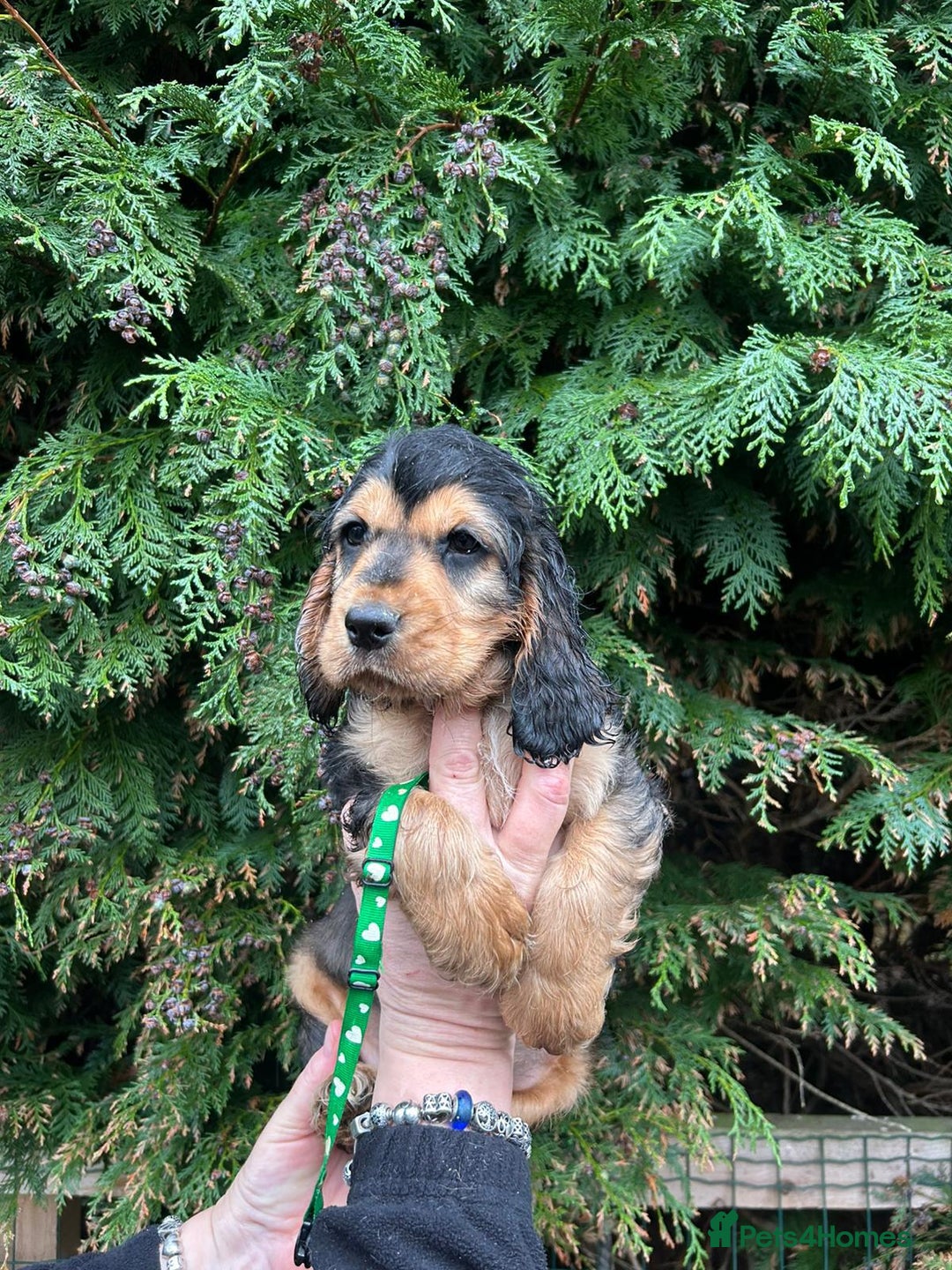 Cocker Spaniel dogs for sale: Stunning KC Show Cocker Spaniels - Advert 5