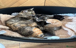 Mixed Breed cats for sale: 6 beautiful and playful mixed Mainecoon kittens - Image 7