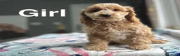 Cockapoo dogs for sale: F1 cockapoos reduced to £1300 - Advert 12