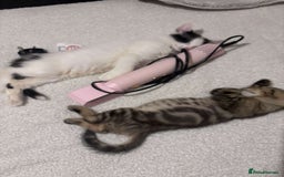 Domestic Shorthair cats for sale: 1 cat and 2 kittens  - Image 7