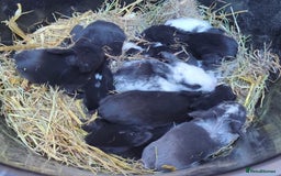 Mixed Breed rabbits for sale: Mixed breed baby bunnies  - Image 1