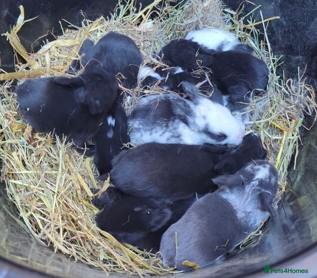 Mixed Breed rabbits for sale: Mixed breed baby bunnies  - Image 1