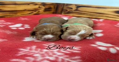 Cocker Spaniel dogs - Advert 15