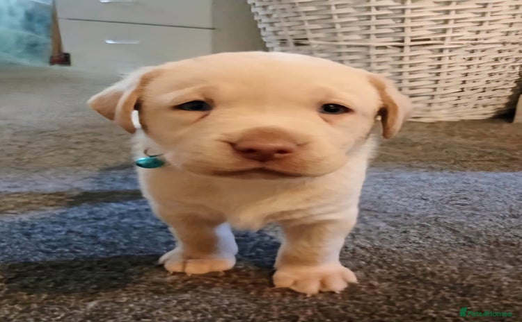 Labrador Retriever dogs - Advert 16