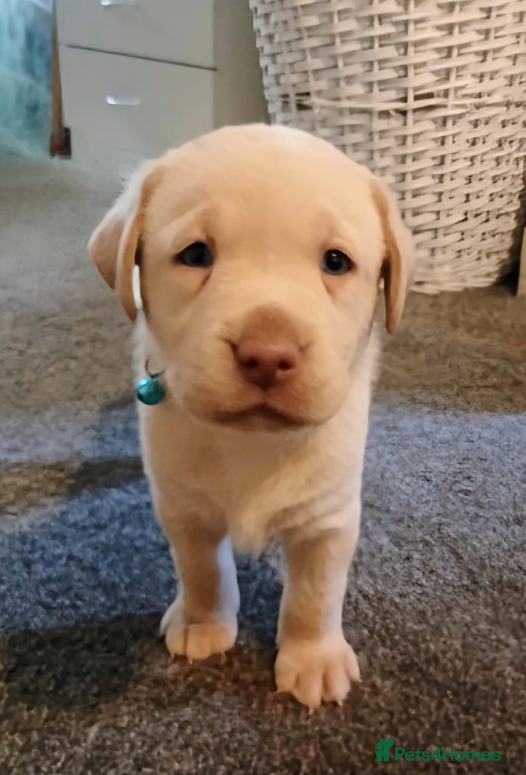 Labrador Retriever dogs for sale: 3 gorgeous playful labrador puppies available - Image 1