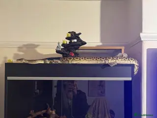 Python Snake reptiles Female super pastel royal python in Exeter - Advert 5