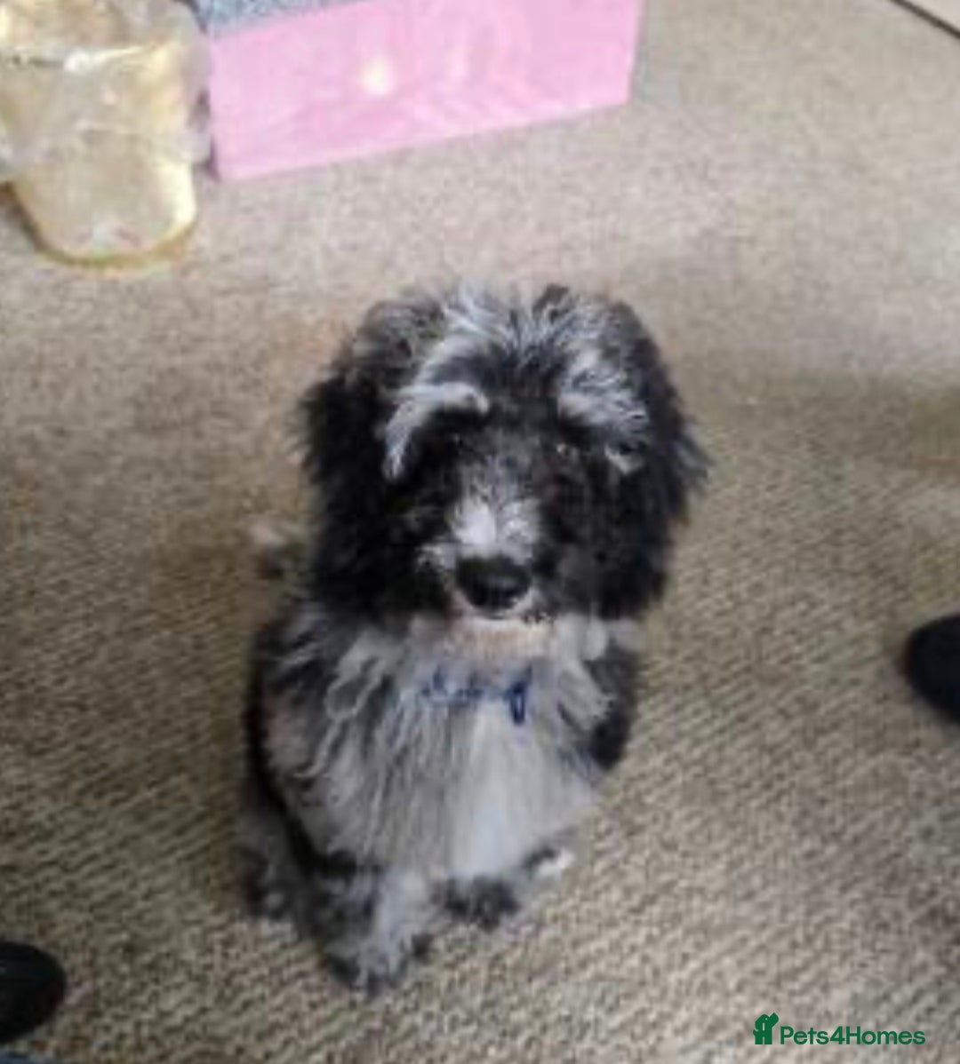 Cockapoo dogs for sale: Merle Cockapoo Boy - Advert 1