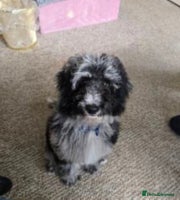 Cockapoo dogs Merle Cockapoo Boy - Advert 3