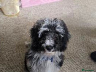 Cockapoo dogs Merle Cockapoo Boy - Advert 1