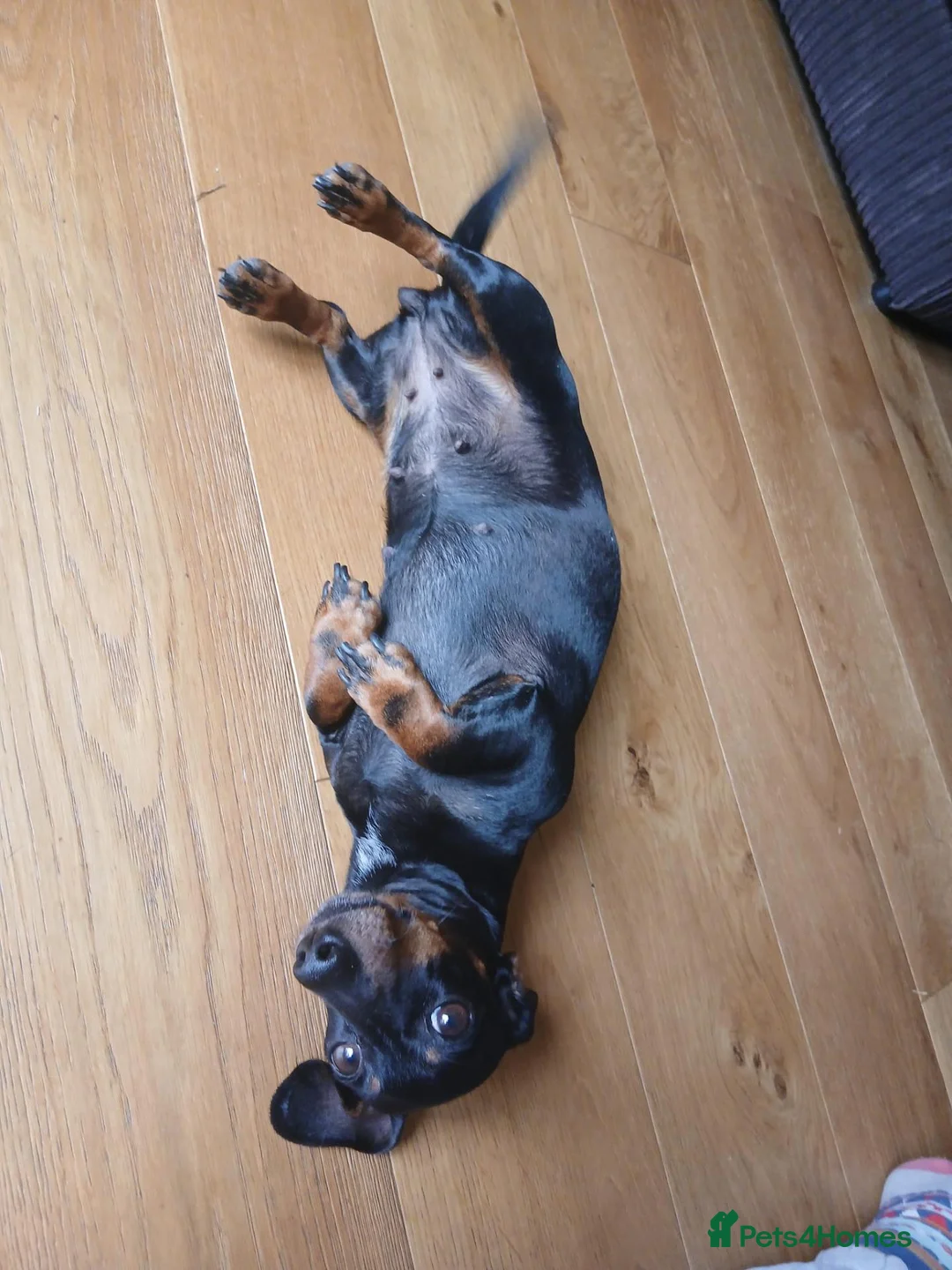 Miniature Dachshund dogs for sale: 2 year old black + tan female for re-homing  - Advert 3