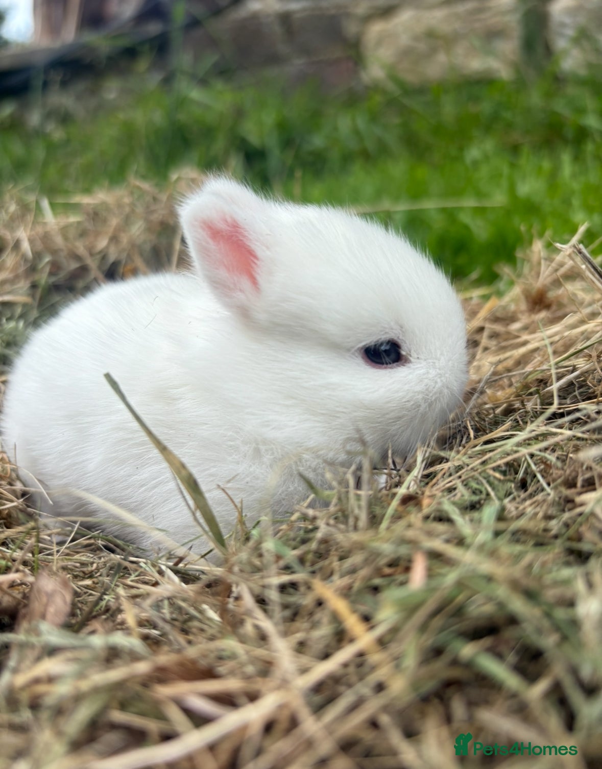 Netherland Dwarf rabbits   Netherland Dwarf bunnies  - Advert 2