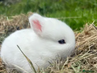 Netherland Dwarf rabbits Netherland Dwarf bunnies - Advert 2
