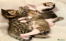British Shorthair cats for sale: Bella’s Kittens  - Image 5