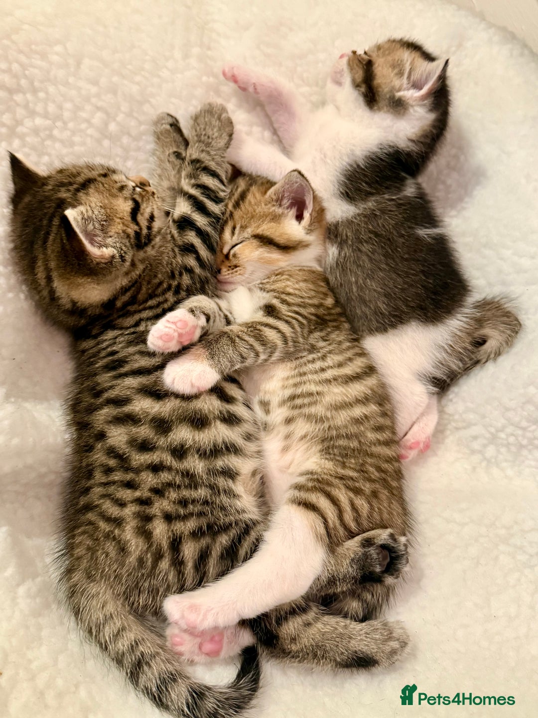 British Shorthair cats for sale: Bella’s Kittens  - Image 5