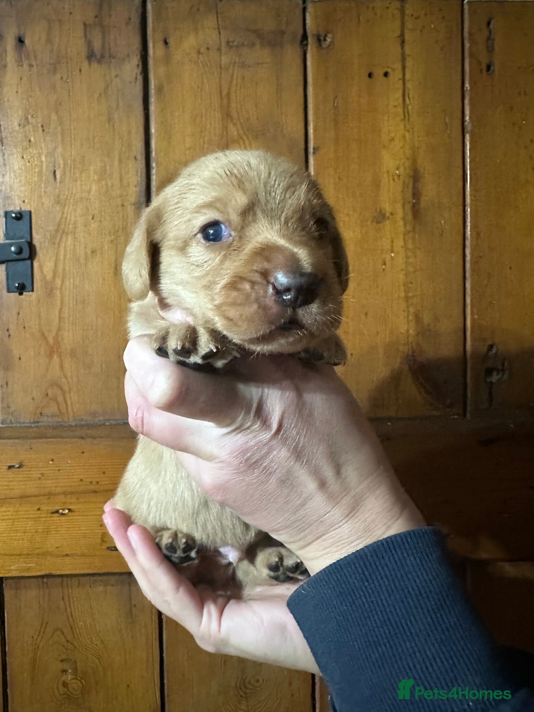 Mixed Breed dogs for sale: Dashador Puppies for sale  - Advert 4