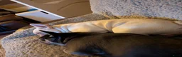 French Bulldog dogs for sale: Male and female french bulldogs  in Bo'ness - Advert 13