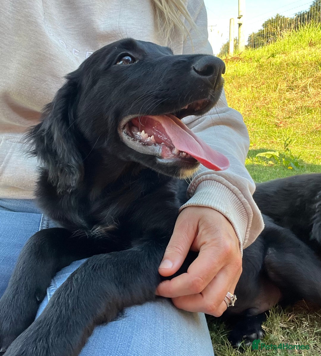 Golden Retriever dogs for sale: Beautiful Golden Retriever x Border Collie Puppies - Image 6