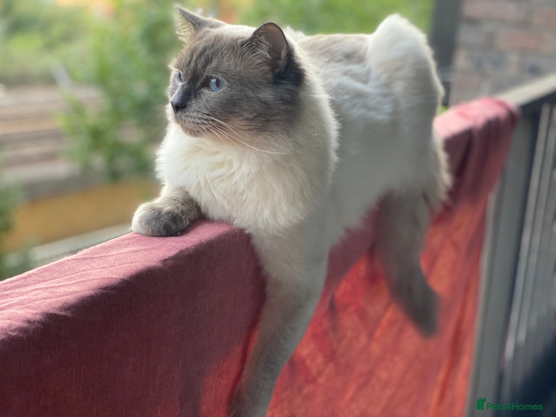 Ragdoll cats for stud: Pure Ragdoll stud in London - Advert 5