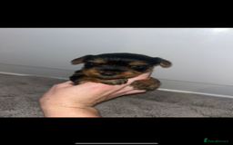 Yorkshire Terrier dogs for sale: Beautiful Yorkshire terrier puppy’s  - Image 8