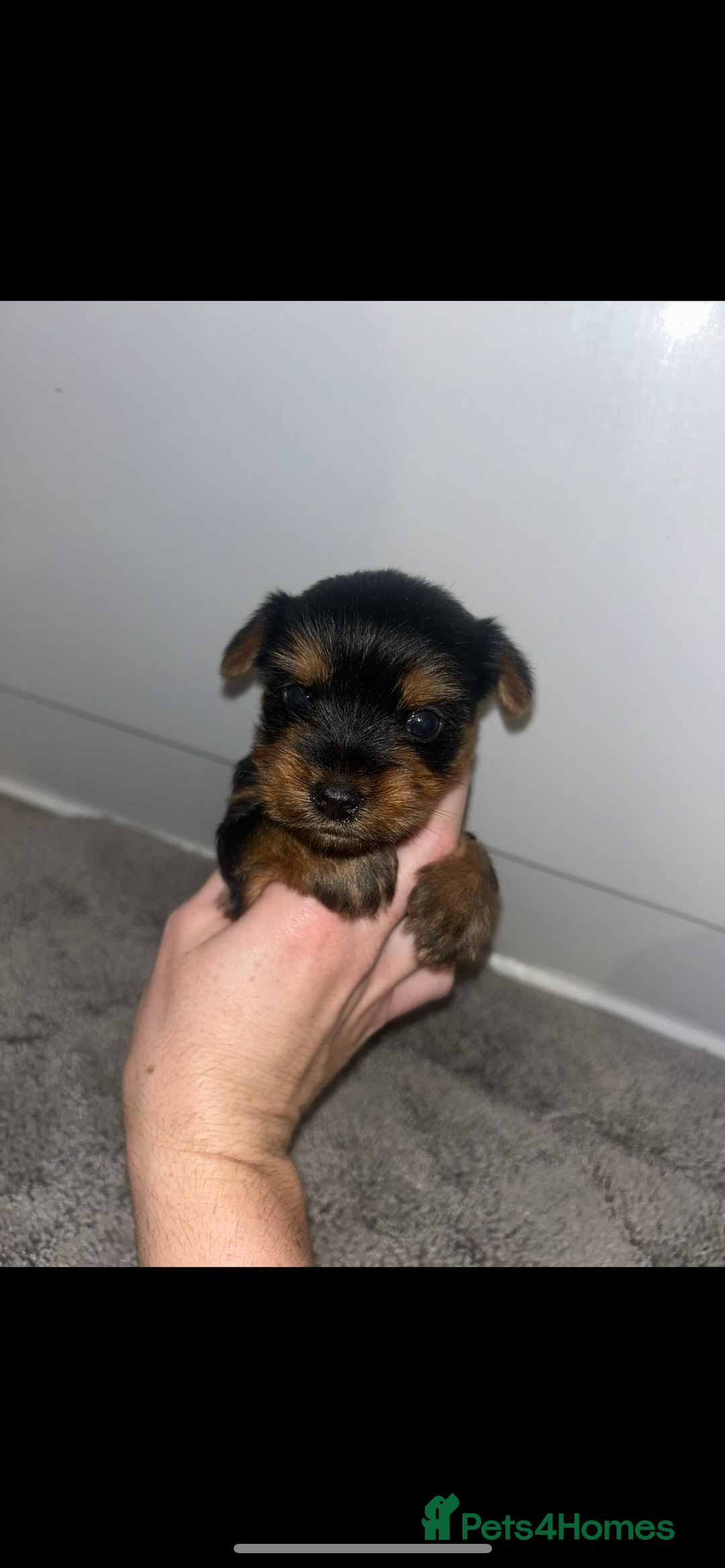 Yorkshire Terrier dogs for sale: Beautiful Yorkshire terrier puppy’s  - Image 8