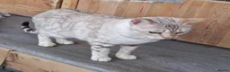 Bengal cats for sale: Beautiful Retired Bengal Female - Advert 4