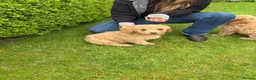 Cockapoo dogs for sale: Cockapoo Puppies – Ready Now - Advert 25