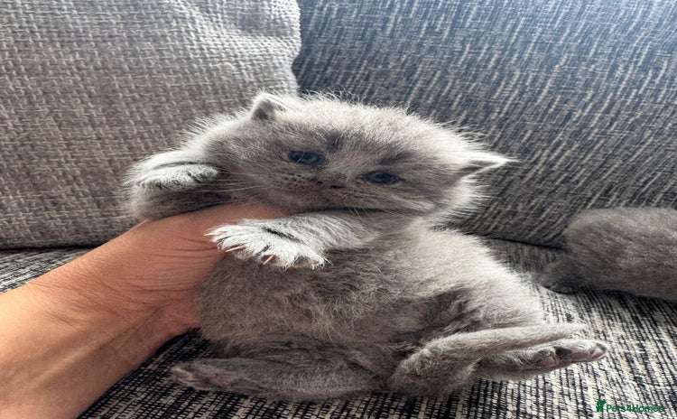 British Shorthair cats for sale - Advert 1