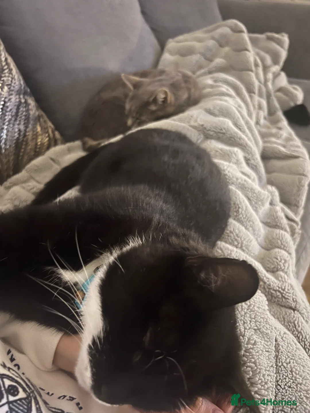 Mixed Breed cats for sale: Two older gentleman looking for a lap to sleep on - Advert 2