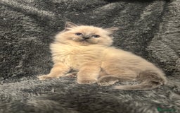 Ragdoll cats for sale: AMAZING QUALITY PEDIGREE HCM/PKD CLEAR KITTENS  - Image 12