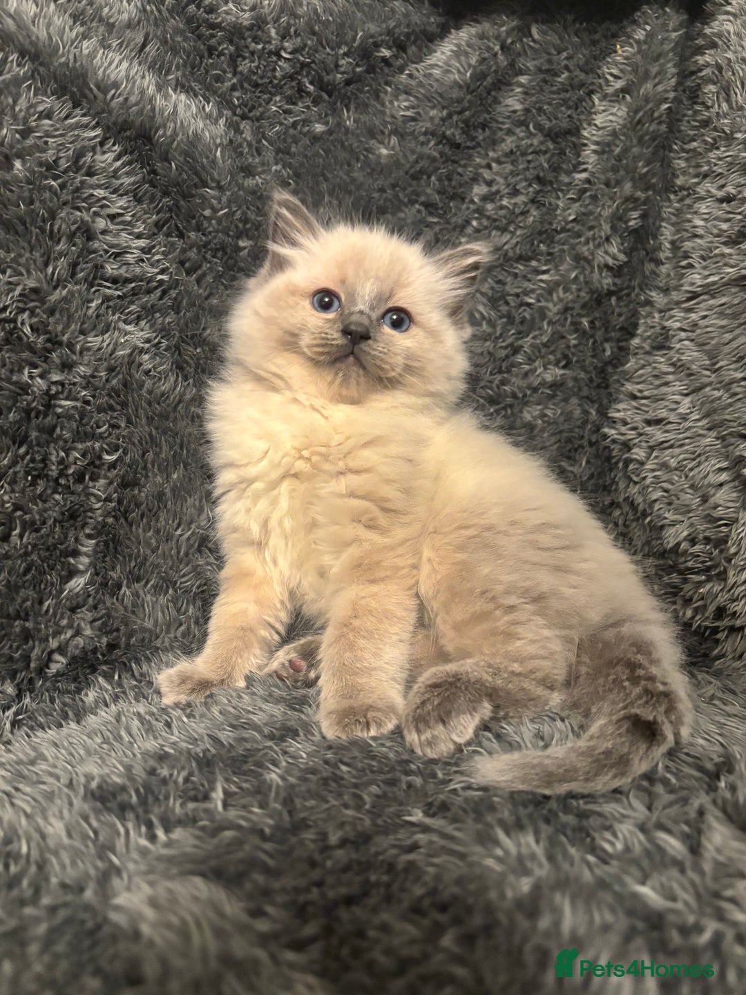 Ragdoll cats for sale: AMAZING QUALITY PEDIGREE HCM/PKD CLEAR KITTENS  - Image 12