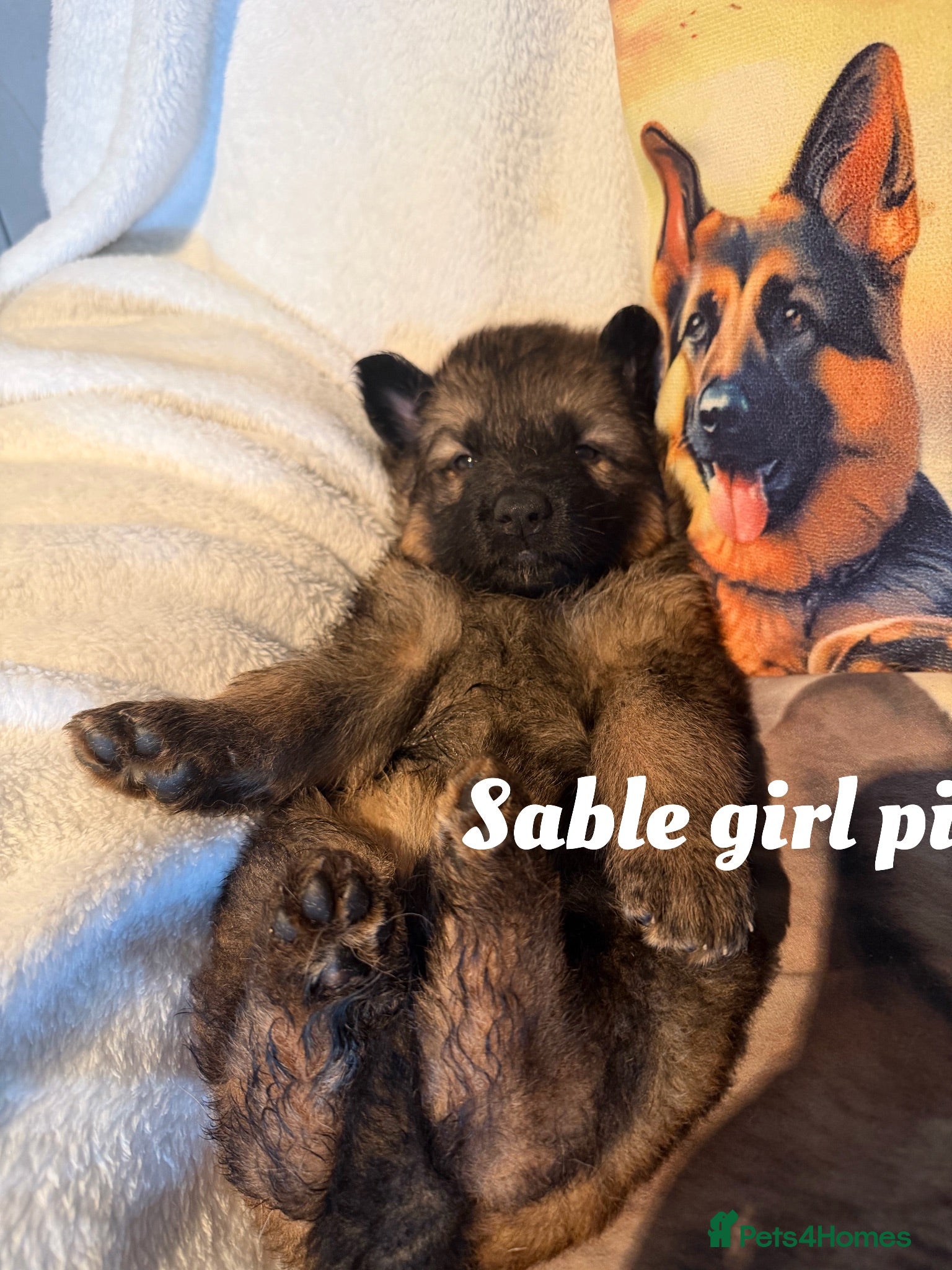 German Shepherd dogs Glenconner German Shepherds  - Advert 1