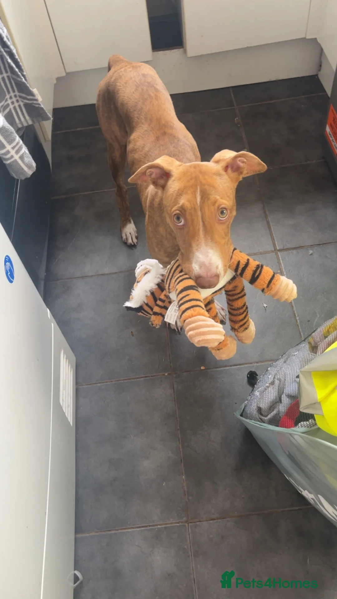 Mixed Breed dogs for sale: Female dog for sale in Sheffield - Advert 2