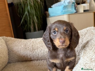 Miniature Dachshund dogs Miniature Dachshund chocolate and Tan long-hair - Advert 6