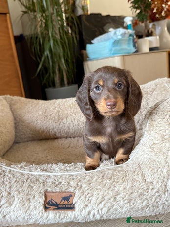 Miniature Dachshund dogs Miniature Dachshund chocolate and Tan long-hair - Advert 1